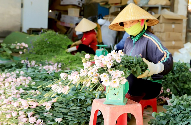 Hoa cát tường tại Đà Lạt được đầu tư những mẫu màu mới - Ảnh: HẢI MINH