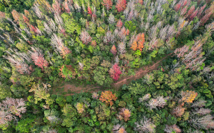 Đẹp mê mẩn cánh rừng rực đỏ như trời Âu ở miền Tây Quảng Trị - Ảnh 2.