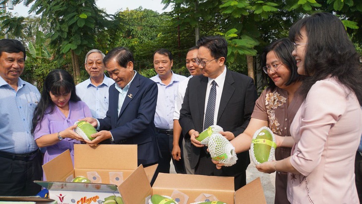 Lô xoài tượng da xanh VietGAP đầu tiên của huyện Chợ Mới, tỉnh An Giang được xuất khẩu đi Úc, Mỹ - Ảnh: CHÍ HẠNH