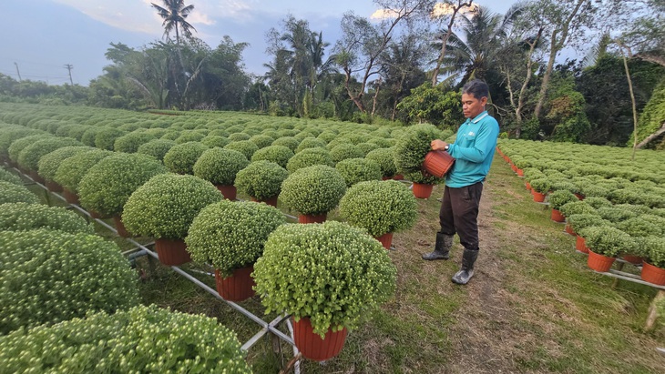 Cúc mâm xôi năm nay đạt chất lượng nên giá bán Tết ổn định - Ảnh: N.TRÍ