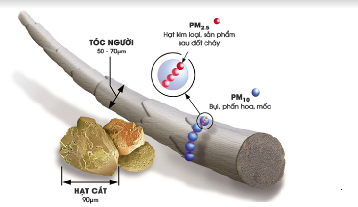 Hình ảnh so sánh kích thước hạt bụi mịn PM2.5, PM10 và sợi tóc - Ảnh: Bác sĩ cung cấp