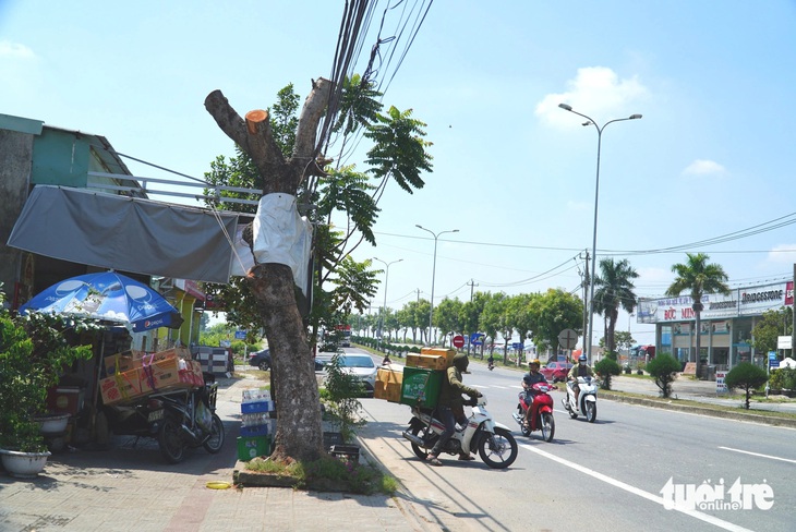 Chấn chỉnh cắt cây xanh 'cụt lủn' ở trường học, tuyến quốc lộ 1 - Ảnh 1.