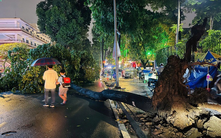 Chăm sóc cây xanh lâu năm trong đô thị: Giữ bất an, cắt sợ dư luận - Ảnh 8.