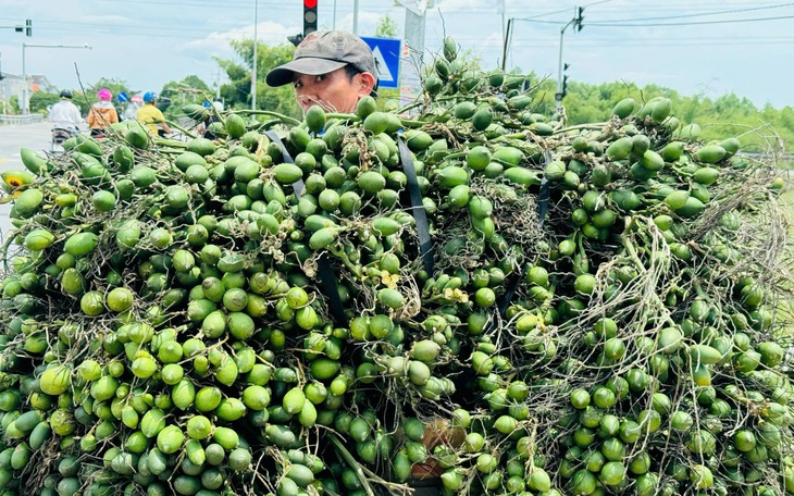Cau có giá 20.000 đồng/kg, nông dân Kiên Giang hốt bạc - Ảnh 6.