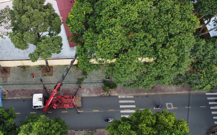 Đã đốn hạ hàng cây thông cổ thụ trong nội ô, Đà Lạt cam kết trồng bù 1000 cây - Ảnh 8.