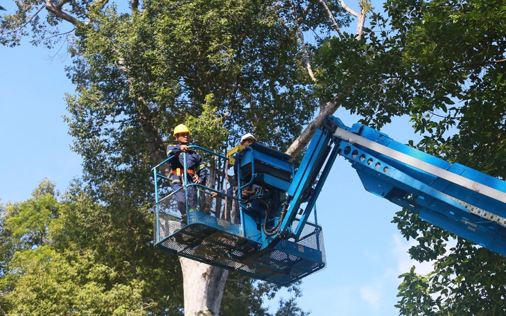 Nhiều giải pháp giúp Trà Vinh vừa giữ được cây xanh vừa mở rộng đường - Ảnh 2.