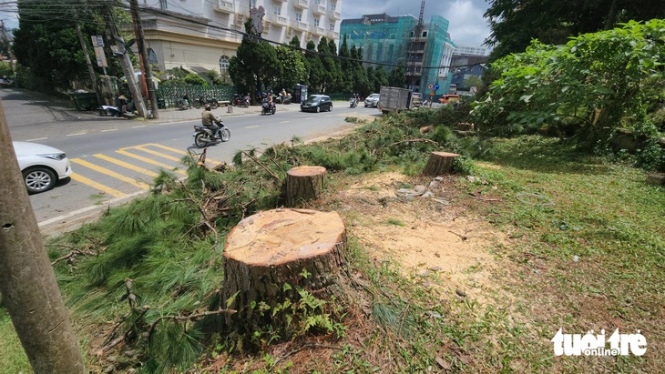 Người Đà Lạt tiếc nuối hàng thông cổ thụ nội ô phải bị chặt hạ để mở rộng đường - Ảnh 7.