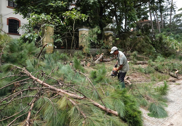 Đã đốn hạ hàng thông cổ thụ ở nội ô, Đà Lạt hứa trồng bù 1000 cây - Ảnh 4.