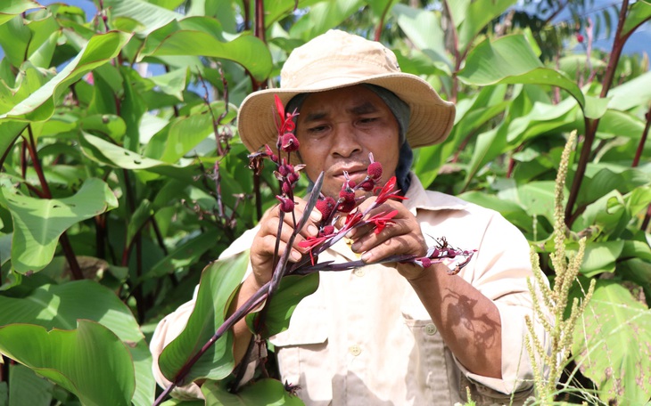 Xuyến chi - loại rau dại tốt có tác dụng chữa nhiều bệnh - Ảnh 3.