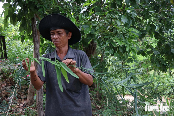 Trồng dược liệu dưới tán cây rừng giúp bảo tồn cây thuốc quý, tạo sinh kế bền vững cho người dân - Ảnh 5.