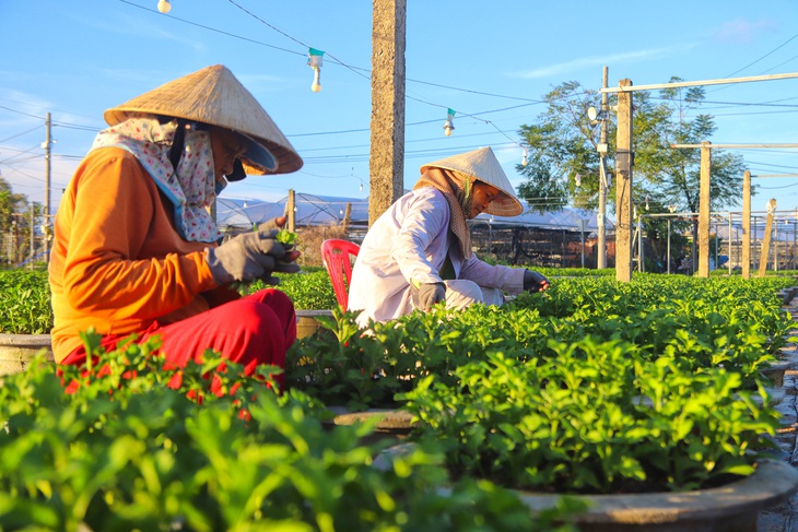 Mưa dài ngày, nhiều nhà vườn Đà Nẵng nhọc nhằn vụ hoa Tết - Ảnh 10.