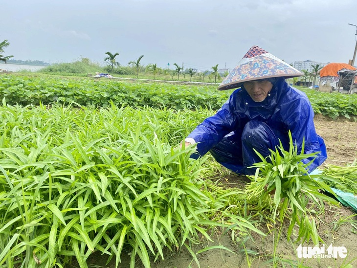 Đà Nẵng cấm biển, lo phương án đối phó ngập và sạt lở đất trong bão Trà Mi - Ảnh 2.