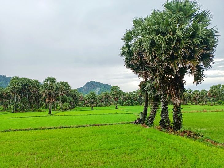 VỀ AN GIANG MÙA NƯỚC NỔI - Ảnh 1.