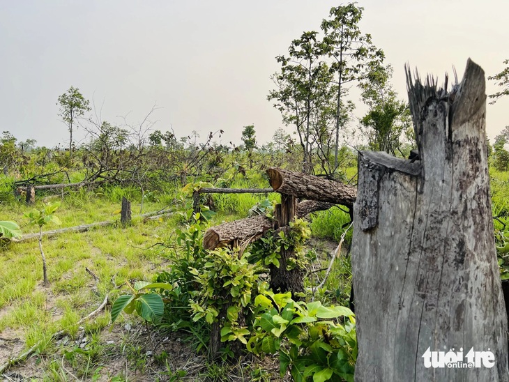 Mất hàng trăm ngàn hecta đất rừng, Đắk Lắk và Đắk Nông lên kế hoạch thu hồi - Ảnh 1.