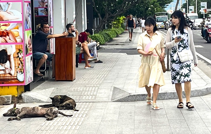 Chó thả rông tràn lan ở bờ biển Nha Trang, du khách mong có thêm đội bắt chó thả rông - Ảnh 3.