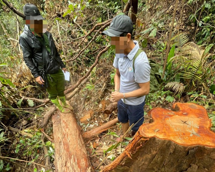 Thành viên nhóm phá rừng quy mô lớn tại Kon Tum ra đầu thú - Ảnh 1.