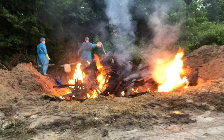 Hổ, báo chết do nhiễm A/H5N1: Yêu cầu tạm 'đóng cửa' vườn thú Mỹ Quỳnh và khu du lịch vườn Xoài - Ảnh 3.