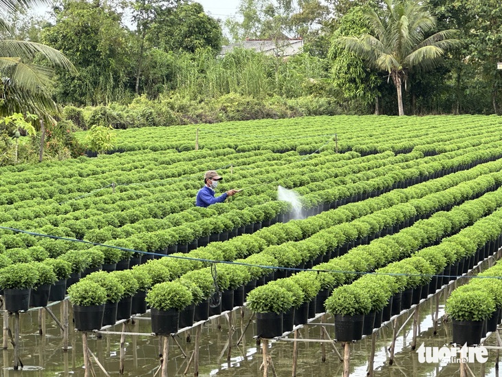 Làng hoa Sa Đéc trồng 100.000 giỏ cúc Hàn Quốc cung ứng Tết - Ảnh 1.