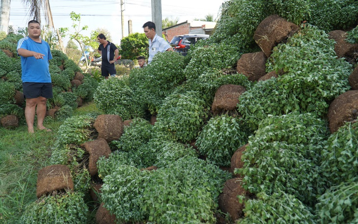 Hàng ngàn giỏ cúc mâm xôi ở Bến Tre bị nhổ bỏ, người cung cấp giống xin lỗi bà con - Ảnh 4.