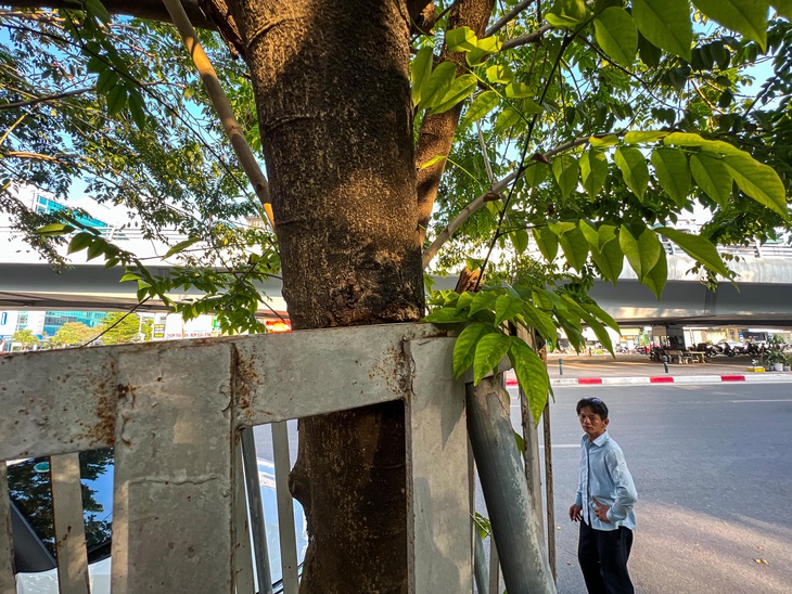 Sẽ cắt bỏ phần 'gông' sắt làm tổn thương hàng sưa đỏ quý hiếm ở Hà Nội - Ảnh 1.