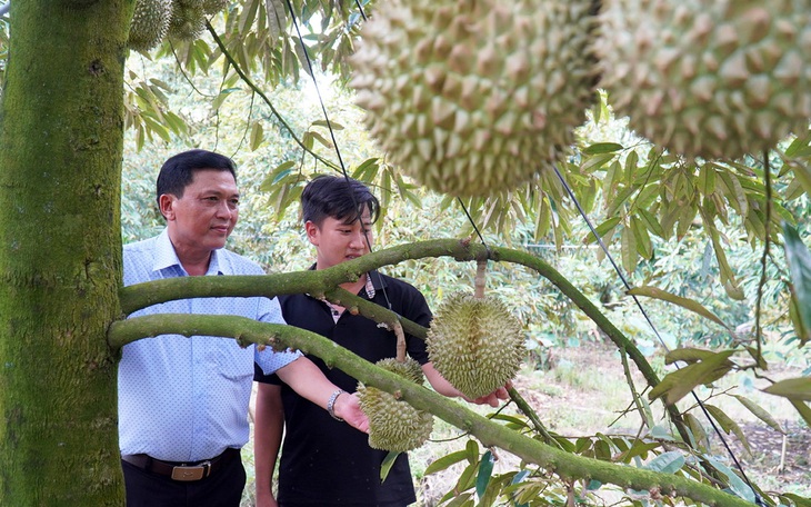 Cảnh báo tình trạng giả mạo mã số đóng gói xuất khẩu sầu riêng - Ảnh 2.