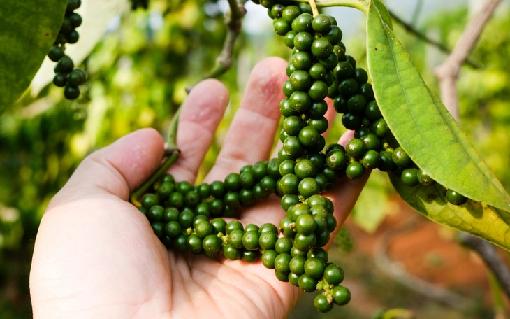 Tiêu Tiên Phước có chỉ dẫn địa lý - Ảnh 3.