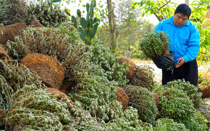 Miền Tây xuất hiện mưa bất thường có ảnh hưởng đến hoa Tết? - Ảnh 4.