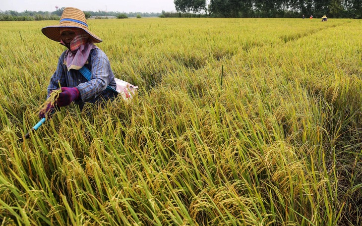 Giá gạo giảm, Thái Lan kêu người trồng lúa chuyển sang trồng chuối - Ảnh 1.