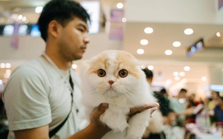 Nhiều chú mèo hàng trăm triệu đồng về Hà Nội thi ‘hoa hậu mèo’ - Ảnh 13.