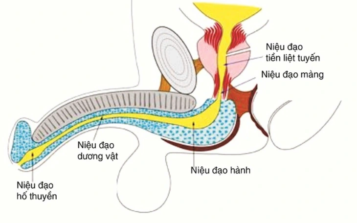 Dương vật in 3D hồi phục khả năng giao phối cho thỏ, heo - Ảnh 3.