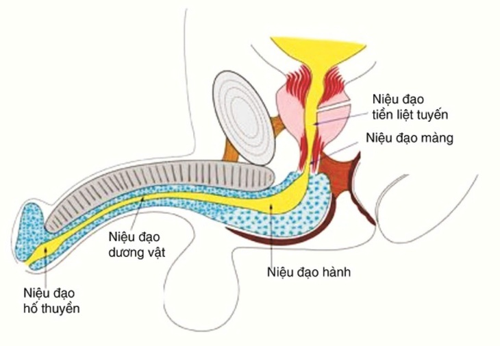 Bé trai 7 tuổi bị chó nhà nuôi cắn gây tổn thương vùng dương vật - Ảnh 1.