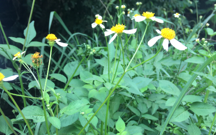 Cây tầm bóp, loại rau dại bất ngờ thành ‘đặc sản’ có tác dụng thế nào cho sức khỏe? - Ảnh 2.