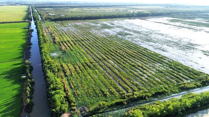 340.000 cây tràm được trồng mới ở Ramsar Láng Sen - Ảnh 1.