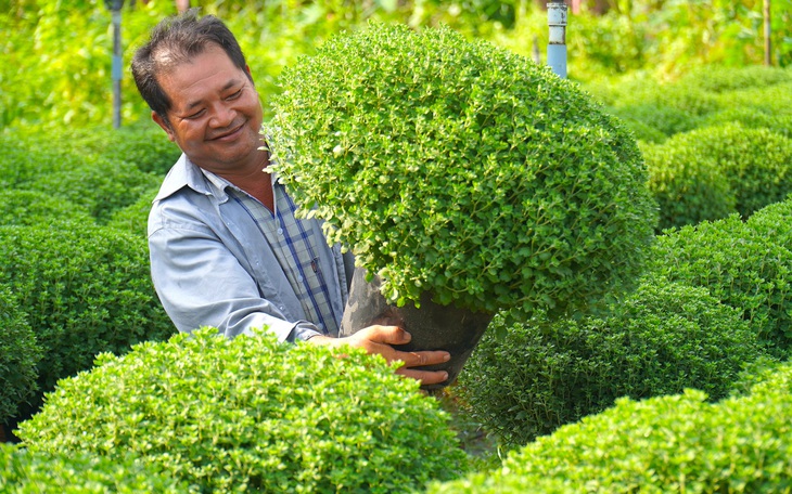 Cúc mâm xôi nở sớm, 140.000 đồng/cặp vẫn khó bán - Ảnh 2.