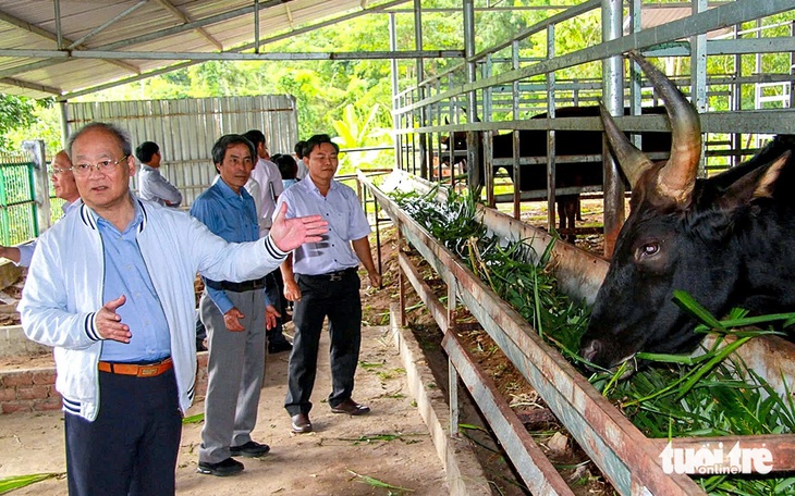 Khó khăn trong bảo tồn, nhân giống nguồn gen bò tót lai quý hiếm  - Ảnh 1.