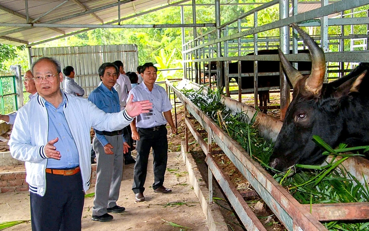 Bò tót lai 'vượt rào' về làng giao phối với bò nhà - Ảnh 4.