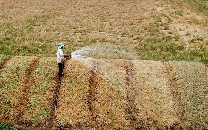 Xâm nhập mặn gia tăng ở miền Tây trong dịp Tết nguyên đán - Ảnh 2.