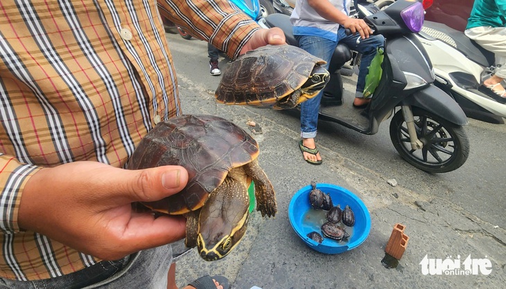 Công khai chào bán rùa đặt trên cục gạch tại vỉa hè đường Tân Kỳ Tân Quý - Ảnh 3.