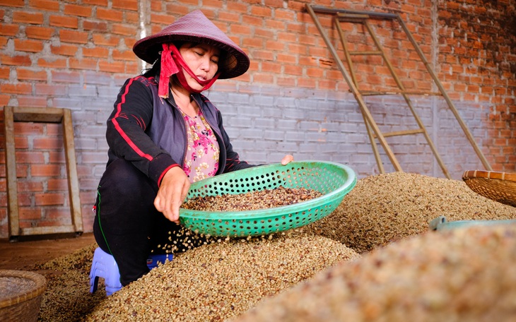 Lo ngại giá giảm, nông dân đua nhau bán cà phê tươi - Ảnh 2.