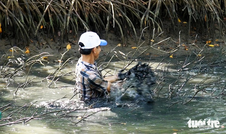 Dỡ chà bắt cá nâu, cách làm du lịch độc đáo của nông dân Cà Mau - Ảnh 6.