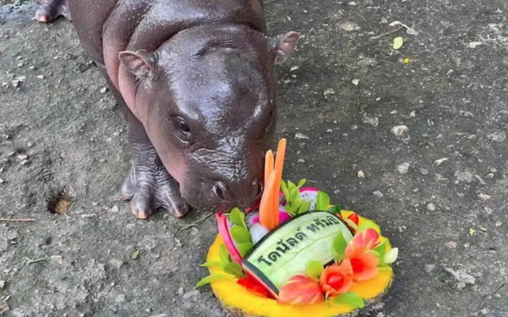 Người đàn ông bị phạt vì đột nhập chuồng hà mã Moo Deng - Ảnh 3.