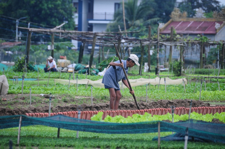 Làng rau nổi tiếng ở Hội An thành Làng du lịch tốt nhất năm 2024 - Ảnh 1.