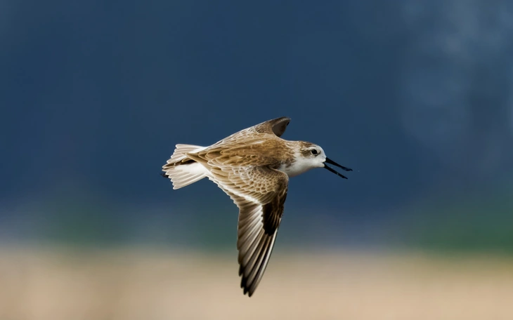 Đề xuất thanh tra toàn diện dự án Nâng cấp di tích kiến trúc nghệ thuật Dinh tỉnh Gò Công - Ảnh 2.