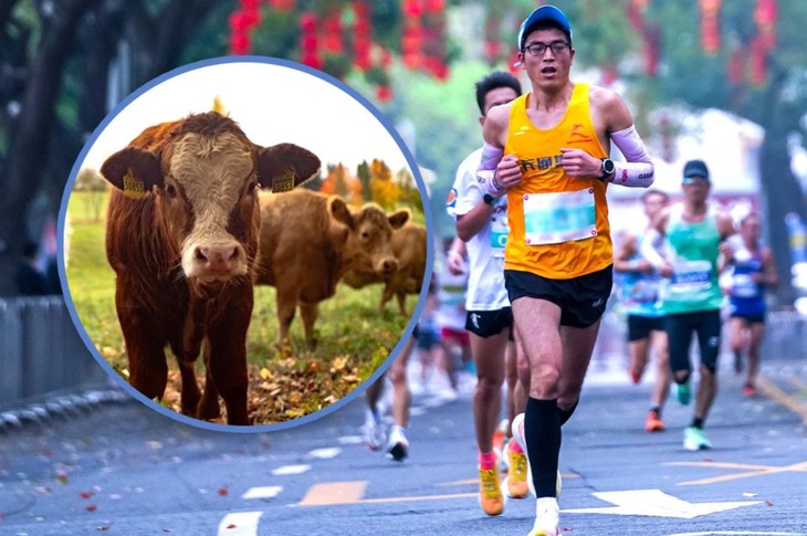 Giải bán marathon Trung Quốc trao bò, gà cho người thắng cuộc - Ảnh 1.