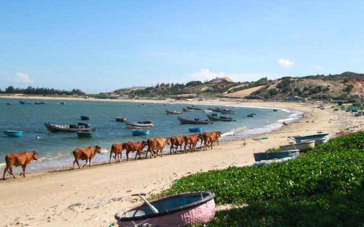 Điểm sáng phát triển kinh tế đêm ở Phan Rang – Tháp Chàm - Ảnh 5.