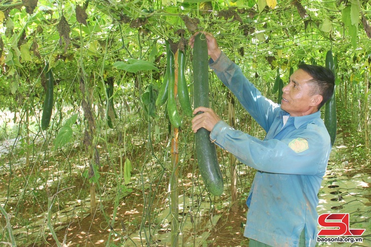 Thu nhập cao từ sản xuất rau, quả an toàn - Ảnh 1.