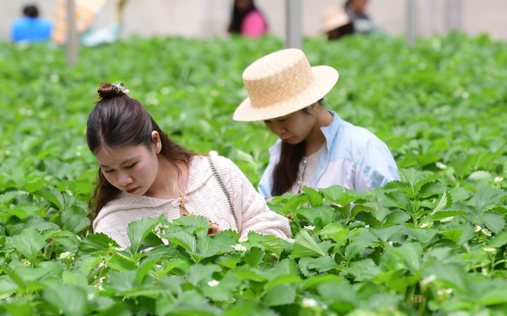 Hai điểm yếu Đà Lạt cần giải quyết để giữ danh hiệu thành phố sáng tạo trong âm nhạc - Ảnh 3.