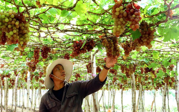 Nga sẵn sàng hợp tác với Việt Nam trong dự án nhà máy điện hạt nhân Ninh Thuận - Ảnh 1.