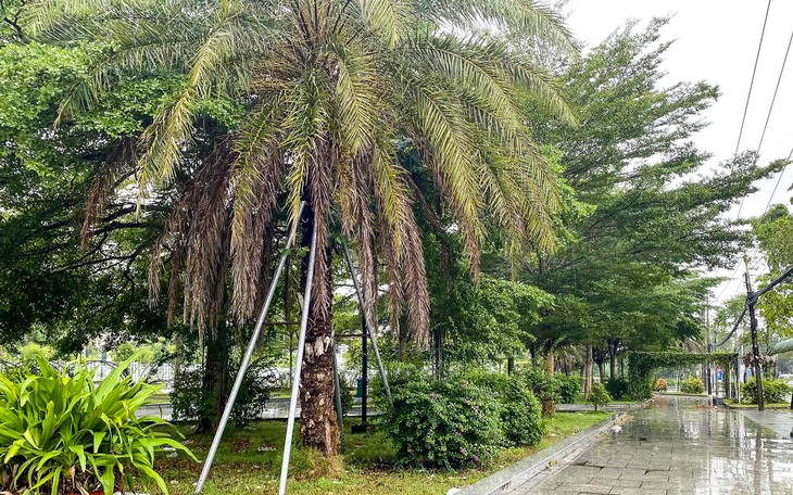 Người dân có được trồng cây xanh vỉa hè trước nhà, hàng quán? - Ảnh 5.