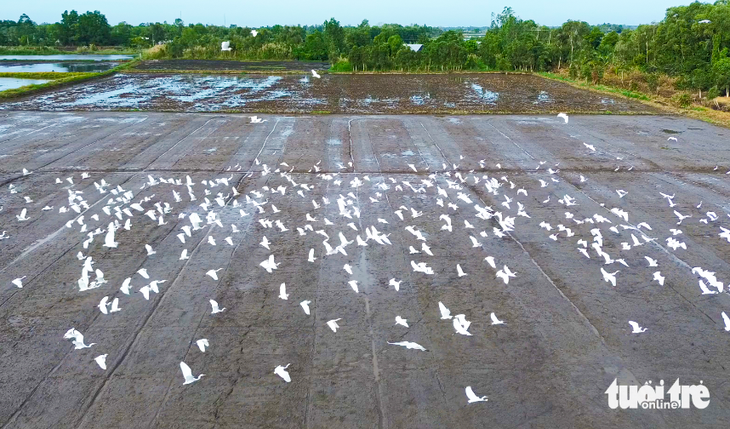 Cò trắng bay rợp đồng lúa Kiên Giang - Ảnh 5.